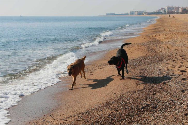 Remote working and flexibility dogs running along a beach