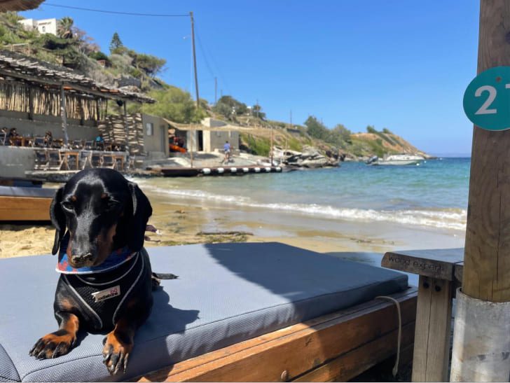 Remote working and flexibility dog by the beach